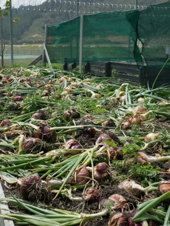 Picture of harvested onions from the Prison Garden