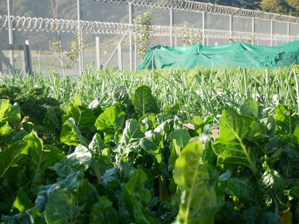 Picture of the winter produce in the garden